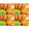 Generic Laser Postcards Medical Arts Press® Photo Image Postcards; For Laser Printer; Orange Flower, 100/Pk -Epson Shop s0863238 s7