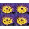 Generic Laser Postcards Medical Arts Press® Photo Image Postcards; For Laser Printer; Yellow And Purple Flower, 100/Pk -Epson Shop s0863240 s7