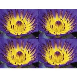 Generic Laser Postcards Medical Arts Press® Photo Image Postcards; For Laser Printer; Yellow And Purple Flower, 100/Pk