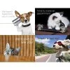 Generic Assorted Laser Postcards Medical Arts Press® Photo Image Assorted Postcards; For Laser Printer; Dogs And Cats, 100/Pk -Epson Shop s0863260 s7