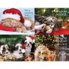 Generic Assorted Laser Postcards Medical Arts Press® Photo Image Assorted Postcards; For Laser Printer; Holiday Pets, 100/Pk