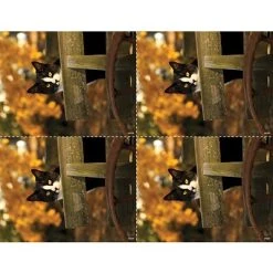 Generic Laser Postcards Medical Arts Press® Photo Image Postcards; For Laser Printer; Cat In Fall Cart, 100/Pk