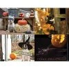 Generic Assorted Laser Postcards Medical Arts Press® Photo Image Assorted Postcards; For Laser Printer; Fall Seasonal Dogs And Cats, 100/Pk -Epson Shop s0863374 s7