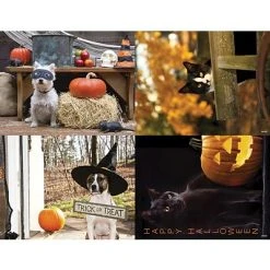 Generic Assorted Laser Postcards Medical Arts Press® Photo Image Assorted Postcards; For Laser Printer; Fall Seasonal Dogs And Cats, 100/Pk